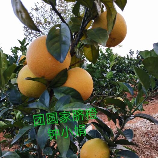 龙南市赣南脐橙 团圆家脐橙上市了