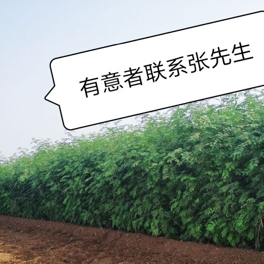唐县 大红袍花椒苗 两年苗 易成活 货源充足价格优惠
