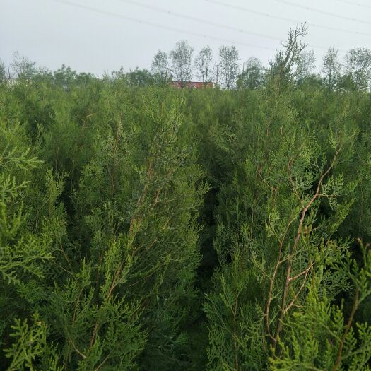 蠡县圆枝侧柏 侧柏，为绿色家园添魁力