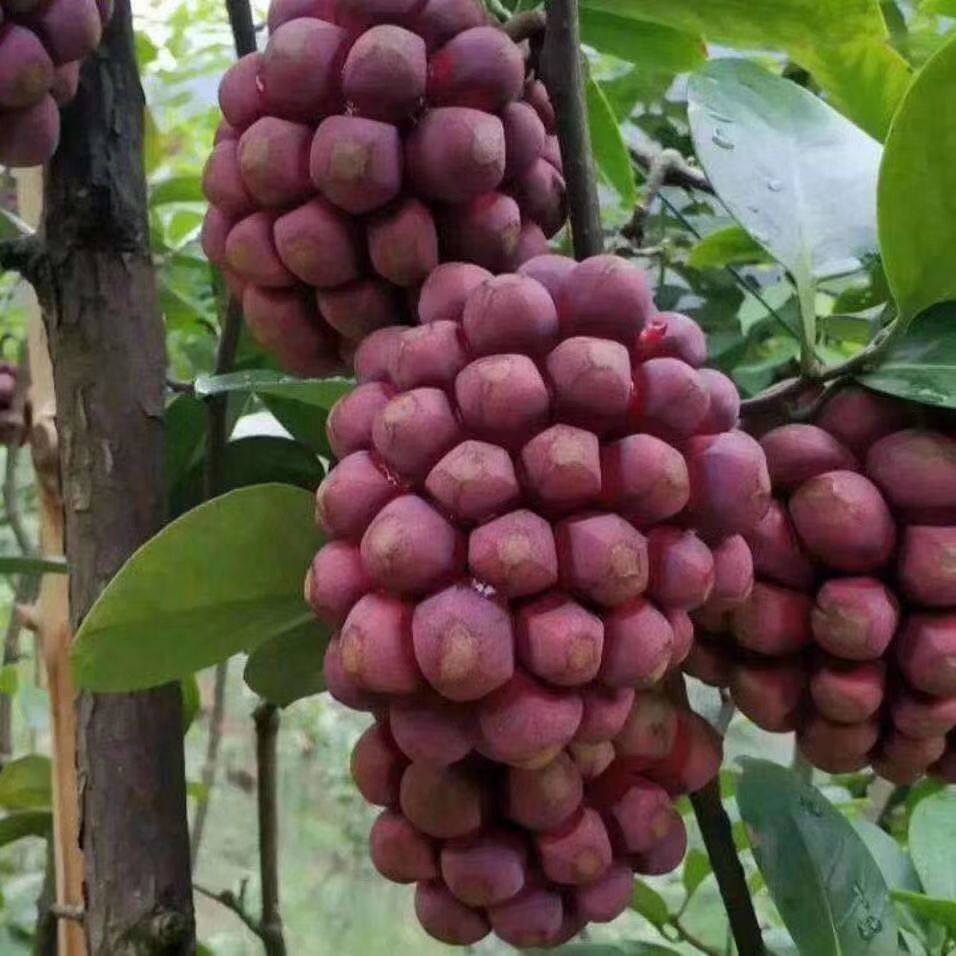 黑老虎果 650-700g