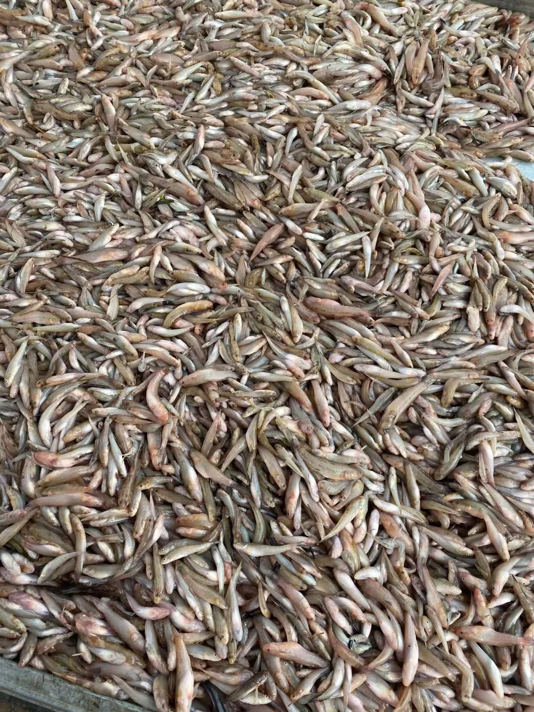 冰冻小黄鱼 质量好不好客户说的算