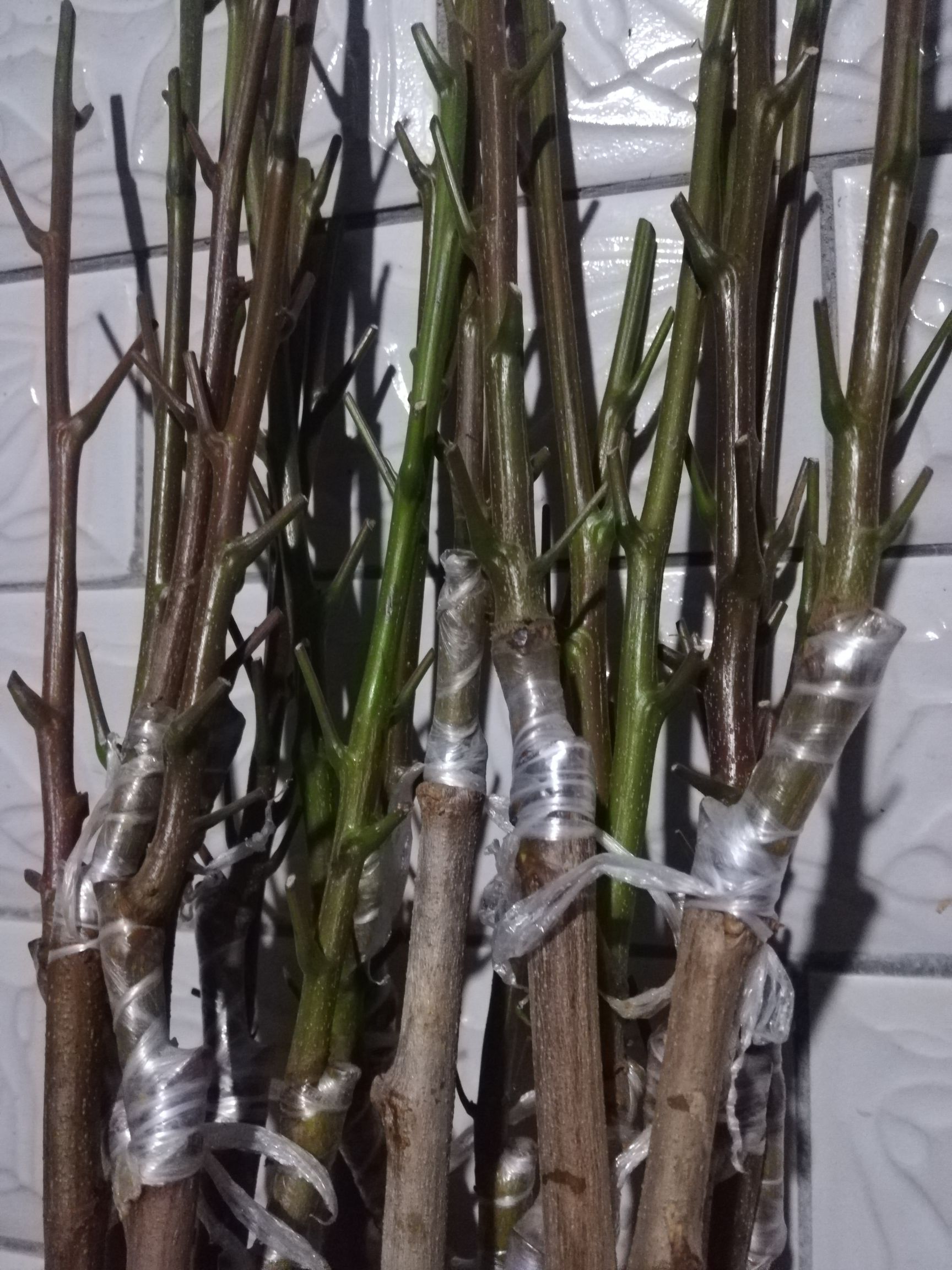 黑橄榄苗  黑橄榄，黄橄榄，产量高