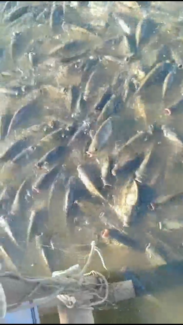 罗非鱼、鲤鱼、花鲢鱼、草鱼厂家直销