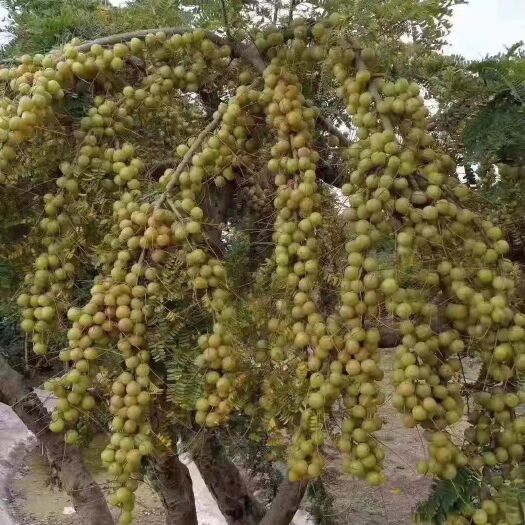 灵山县余甘果苗  牛柑子苗