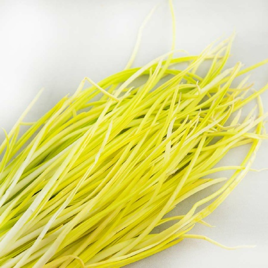 宁陵县蒜黄 45 - 50cm