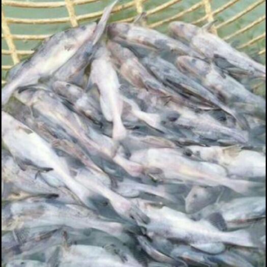 重庆市长吻鮠鱼苗  江团