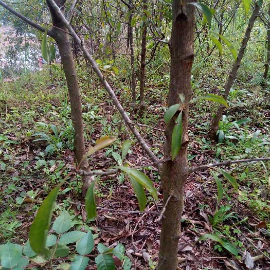简阳市青李子苗 李子苗