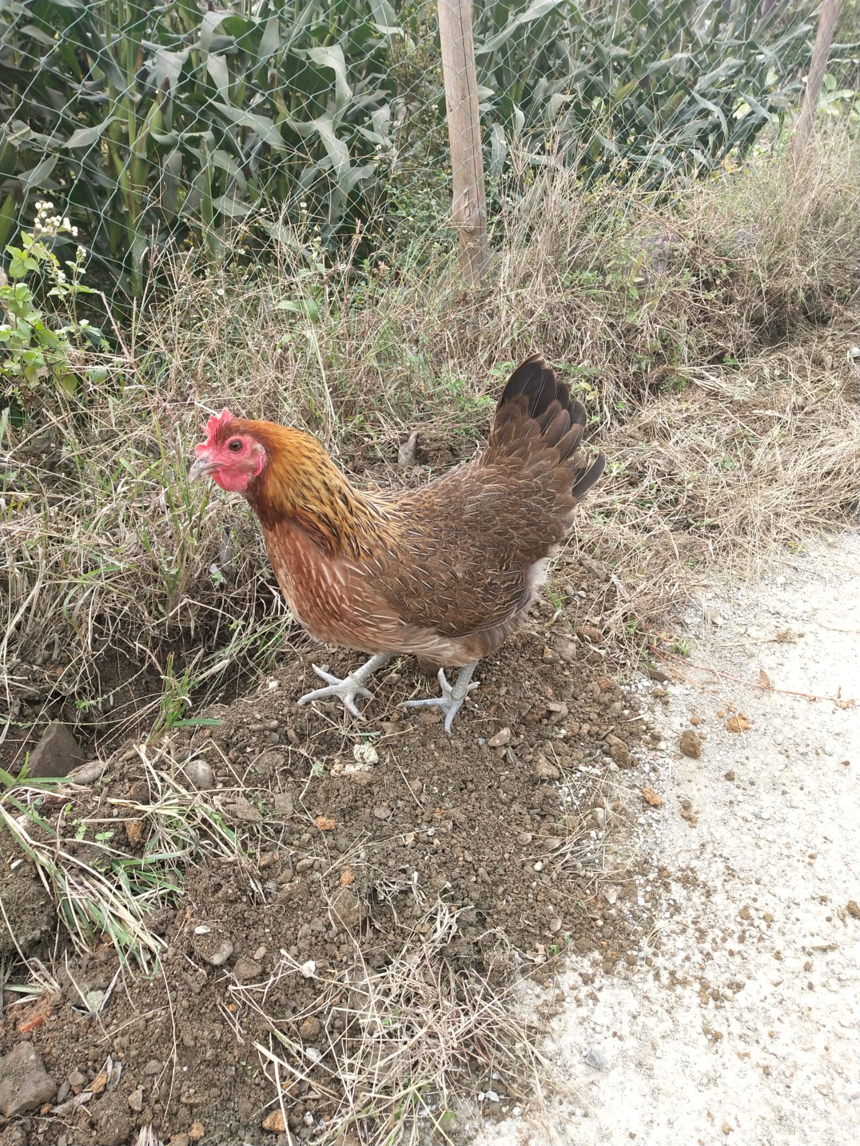 品種名:桂鳳雞 單隻重:2-3斤 用途:肉雞 類型:統貨 生長期:6