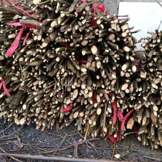 瑞昌市 江西的纯正中花吴茱萸苗