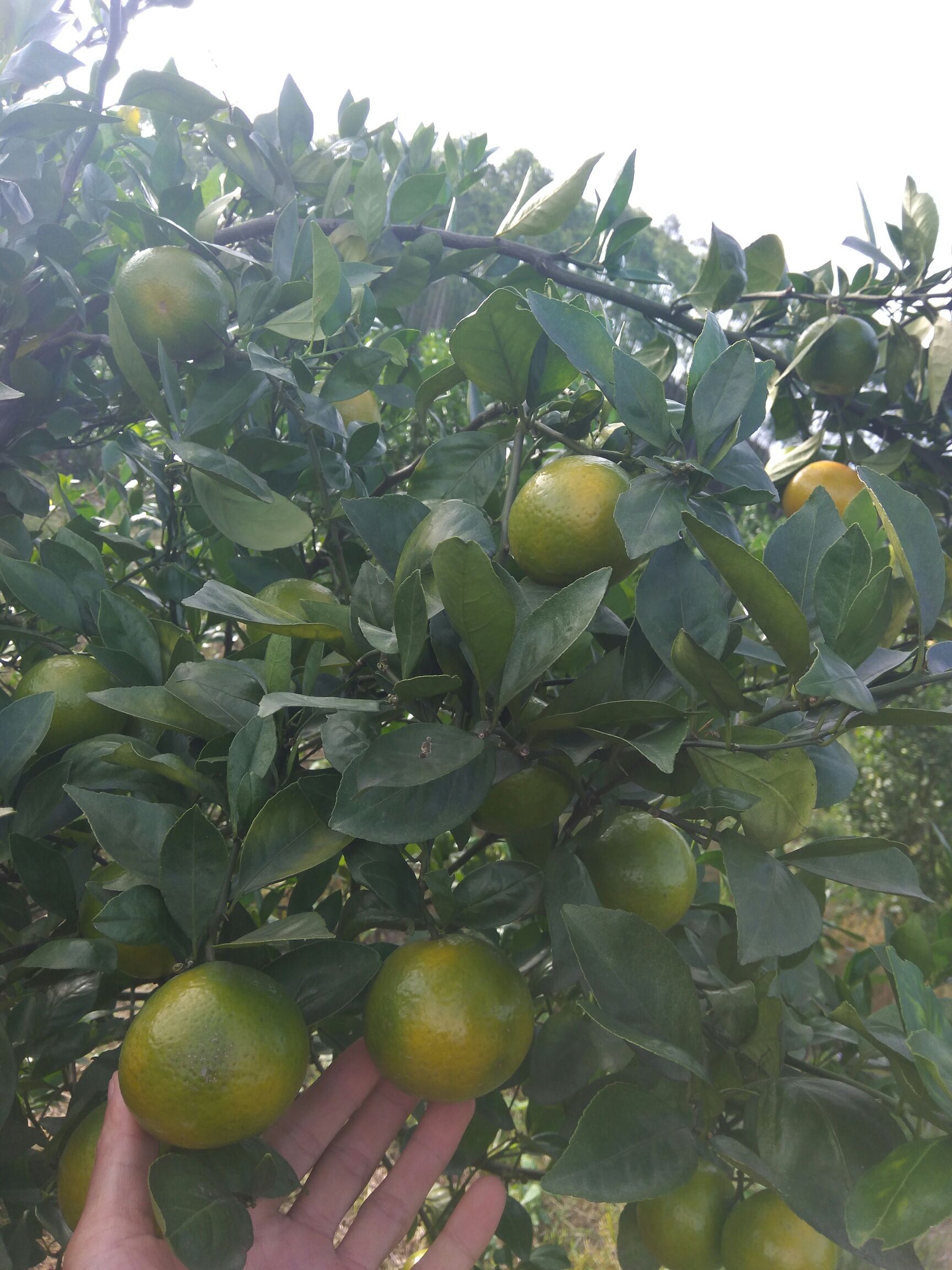  皇帝柑，甜度够无酸尾，多汁肉爽