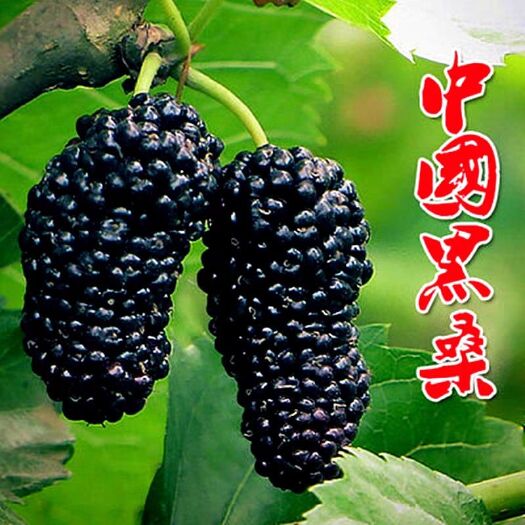 灵山县 嫁接桑树苗长玉桑苗四季长果桑葚树苗白玉果桑苗南方北方种植
