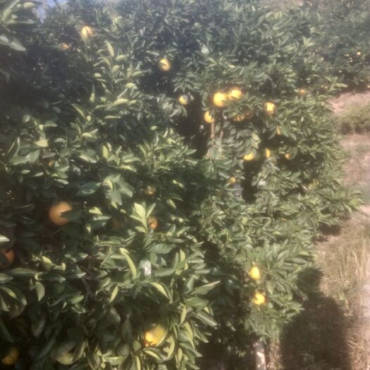 瑞金市 赣南脐橙。自产自销。
