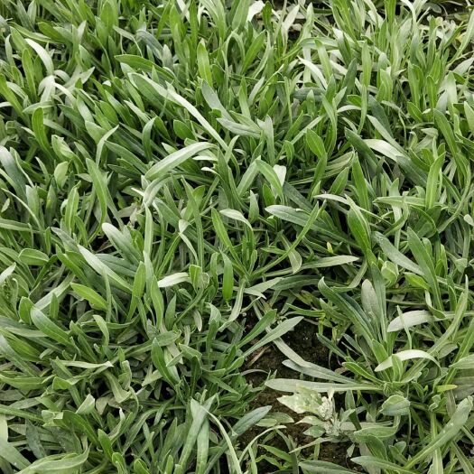 濮阳 本人大量种植了面条菜，高品质低价格，保质保量，诚信经营，