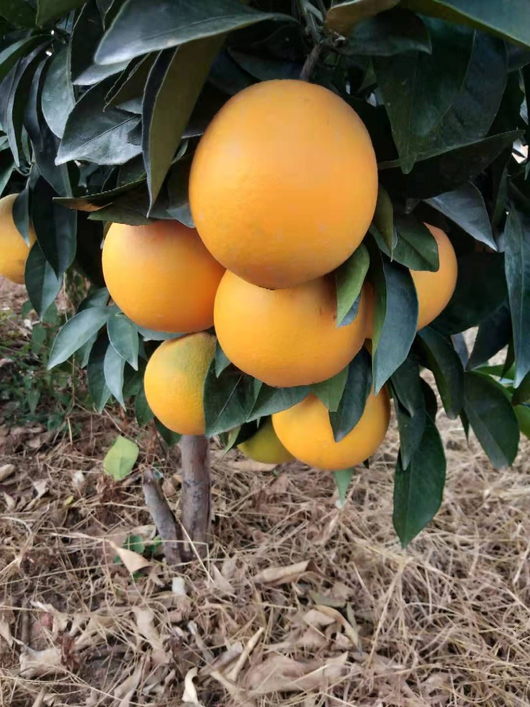 正宗赣南脐橙，甜过初恋！现摘现发，补充VC好营养！
