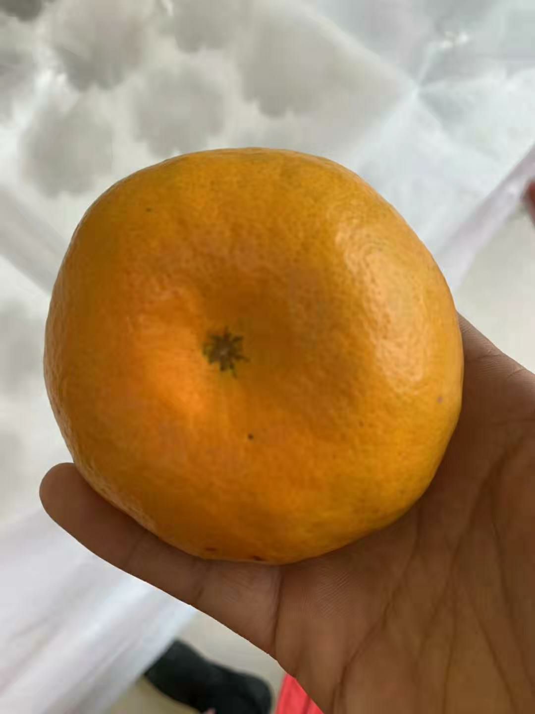 明日见柑橘苗 明日见苗