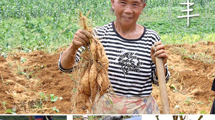 紫云红心红薯  贵州红薯 紫云红薯