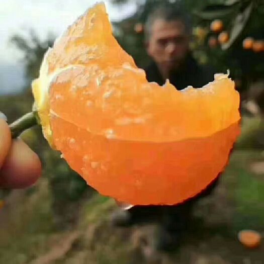秭归县九月红脐橙  九月红果冻橙