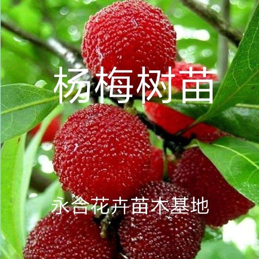 平邑县 杨梅树苗，现挖现发，诚信经营
特甜特脆，苗木纯证口感香甜