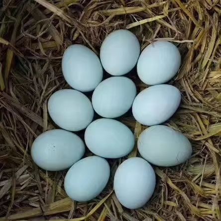 衡阳鸡种蛋  商品蛋