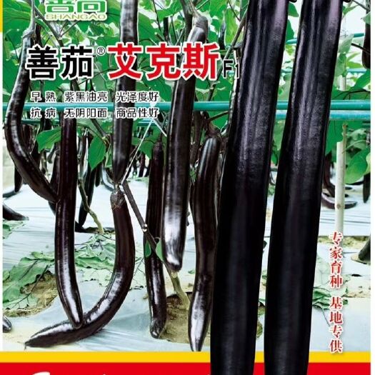 樟树市 善茄【艾克斯】杂交茄子种子早熟紫黑油亮无阴阳面高端茄子种子