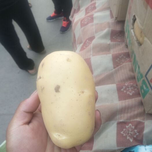 邯郸 精品土豆大量供应中
