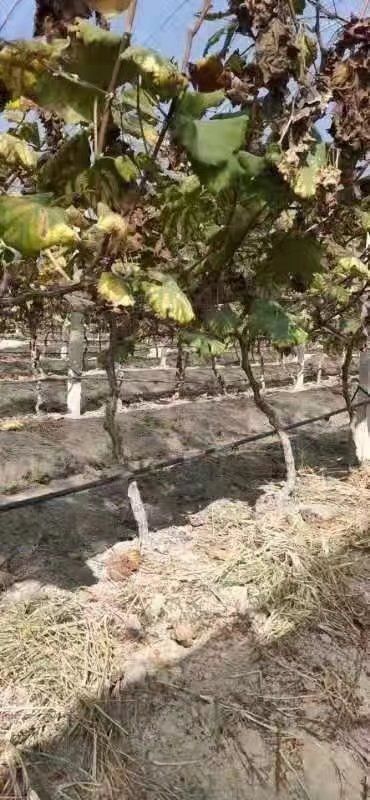 兴安县巨峰葡萄苗 大量葡萄老苗葡萄嫁接苗葡萄盆景桩