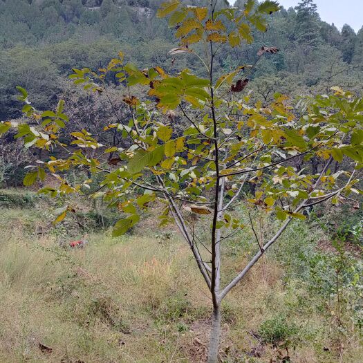 平邑县大金星山楂树苗 供应大山楂树，核桃树，柿子树，五至二十公分的都有，价格电议