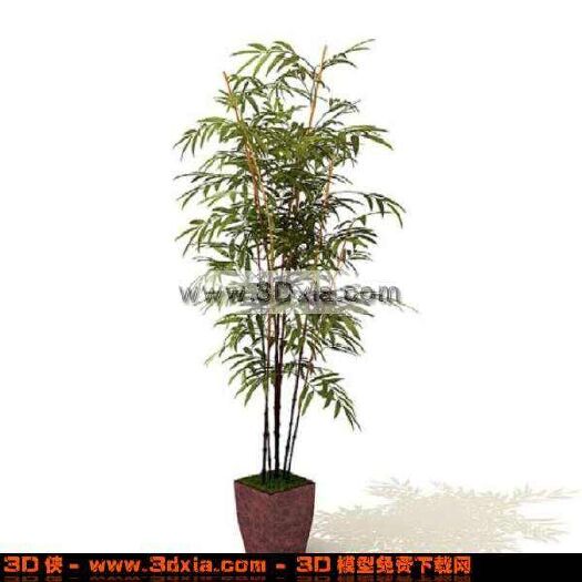 纳雍县青竹笋 长不大的小竹，盆栽林园