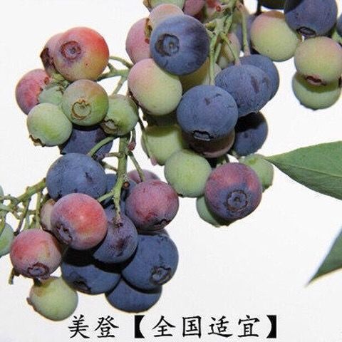 平邑县 美登蓝莓苗南北方种植产量高甜度高丰产性大当年结果苗