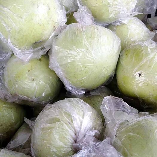 砀山县黄桃树苗 1~1.5米
