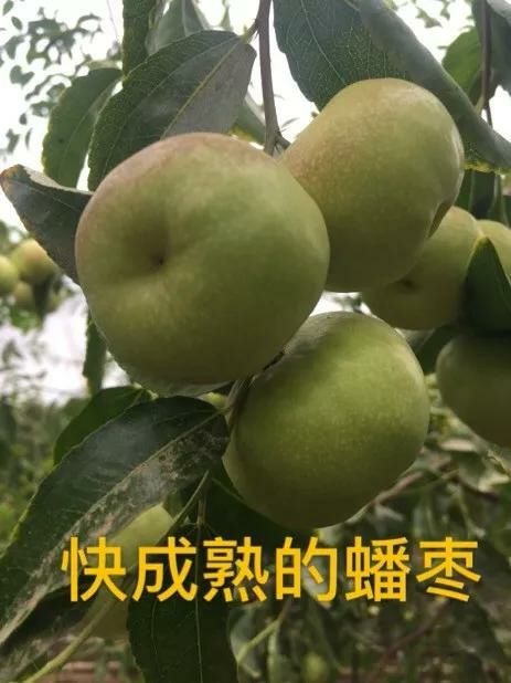 平邑县蟠枣苗 苗圃直供，现挖现发，保证品种和成活，可签合同，免费技术指导