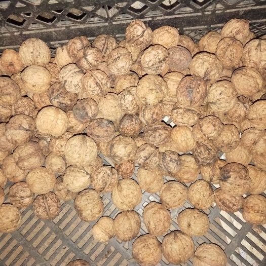 宣威市 云南铁核桃