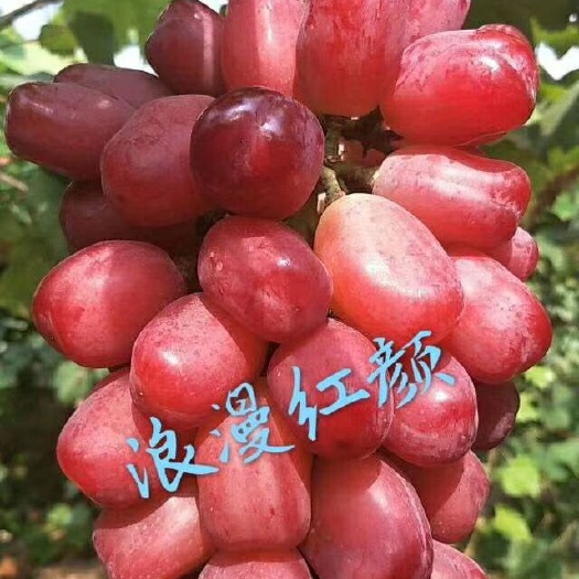 平邑县浪漫红颜葡萄苗
