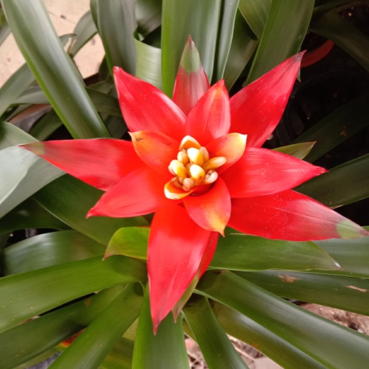 小红星凤梨花鸿运当头室内花卉绿植水培