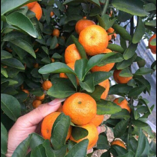 沙糖桔 3 - 3.5cm 2 - 3两