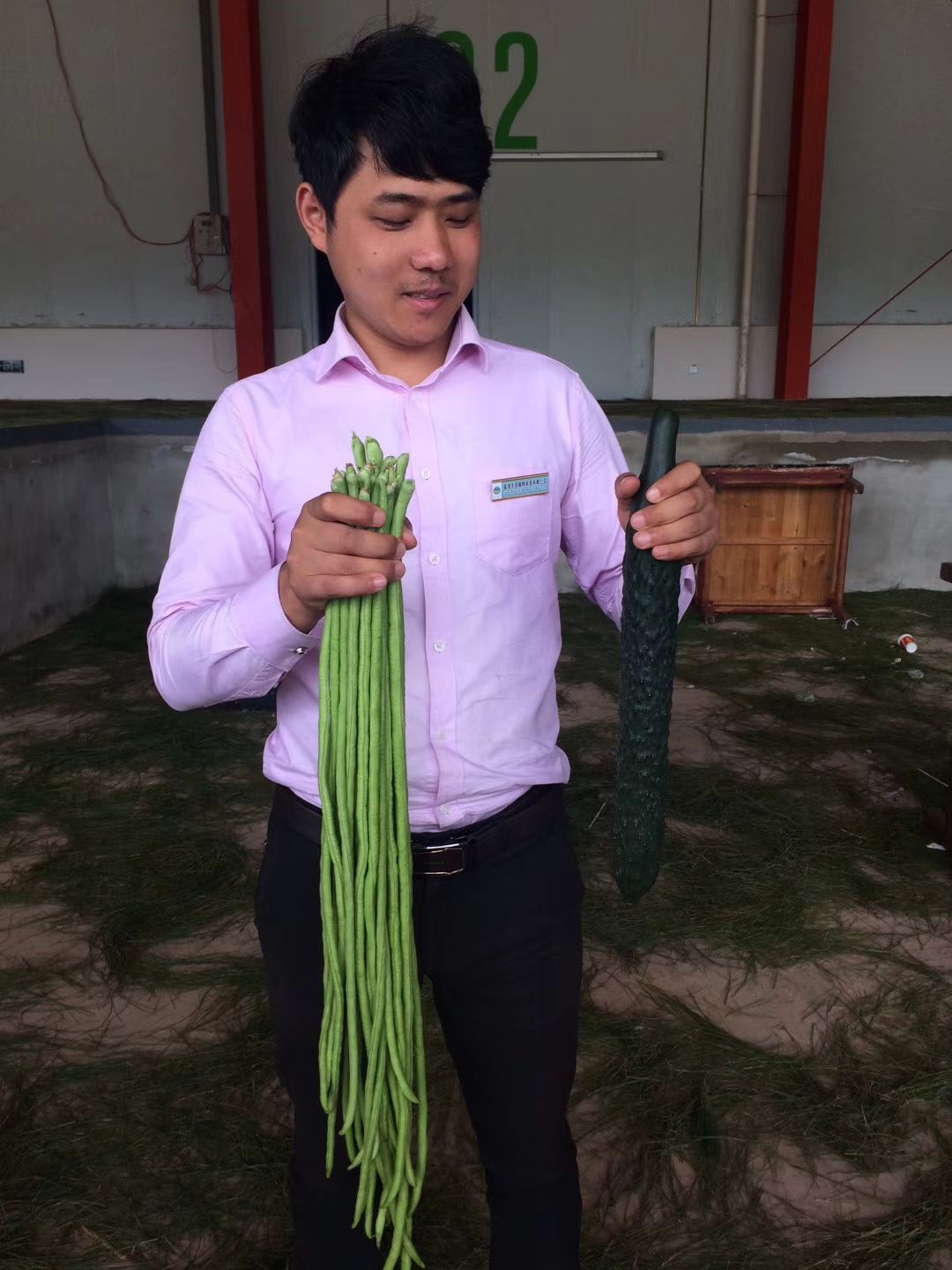 耐热豆角种子耐高温豇豆种子翠绿色品质好条长肉厚无鼠尾结的多