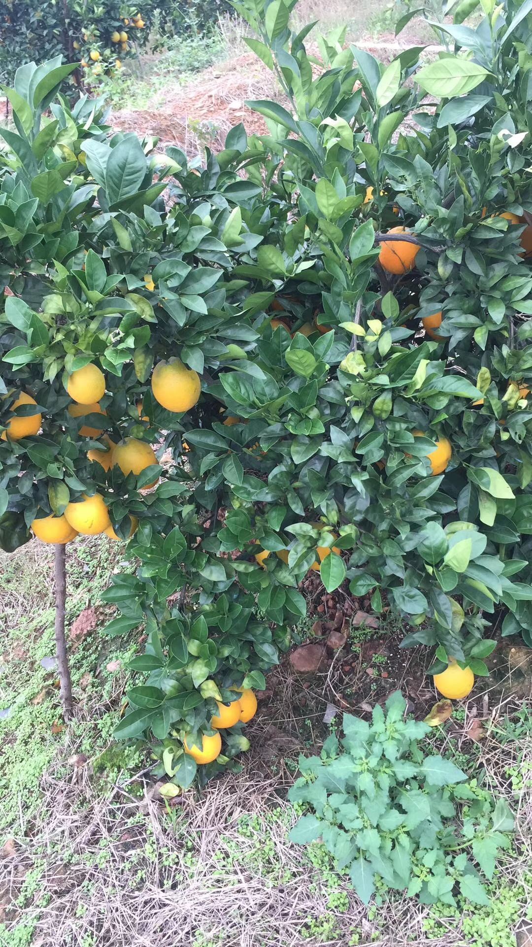 正宗赣南脐橙，甜过初恋！现摘现发，补充VC好营养！