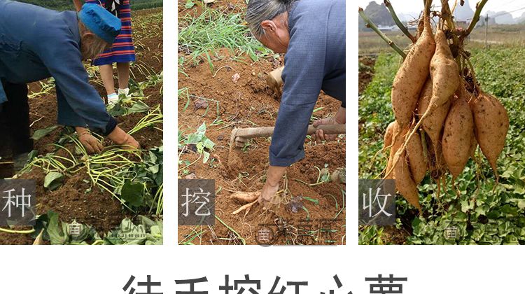 紫云红心红薯  贵州红薯 紫云红薯