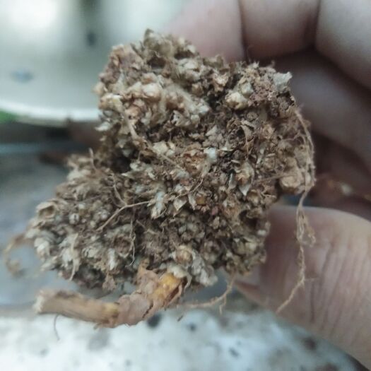 平顺县山上挖的党参，新货。