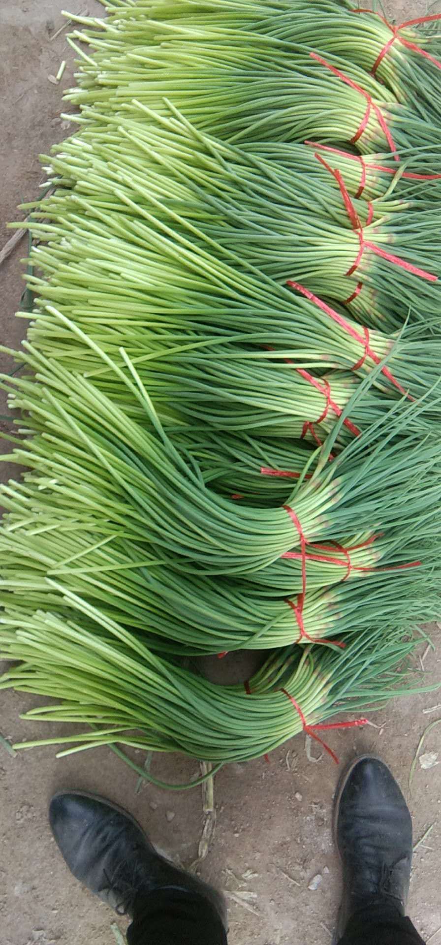 红帽蒜苔 金乡蒜薹代发全国各地市场  常年精加工蒜薹
