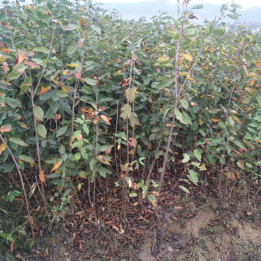 昭通美早苗 大量出售车厘子树苗，基地直销，自家苗圃园