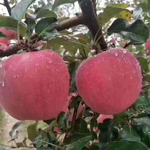 彬州市 高原红富士苹果