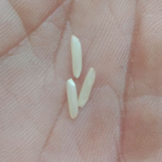 道县泰优390 本人自已种自已吃的大米，所以没有打农药，我己试吃，确实好吃！