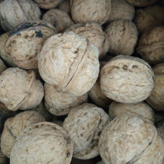兴平市老树核桃 26~30mm 去皮 袋装