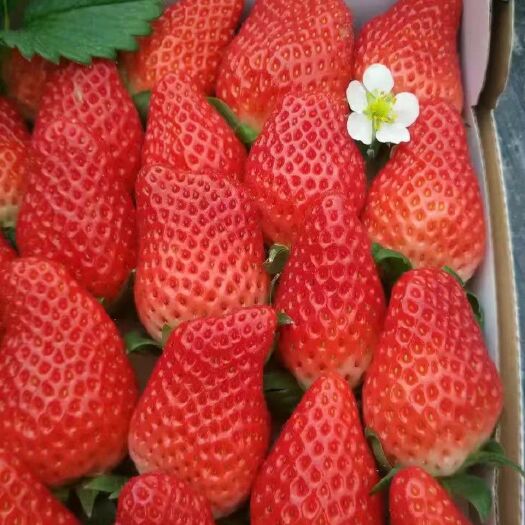 徐州 甜宝草莓，第一茬果，需要的联系，量大优惠