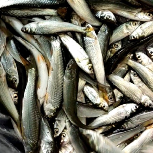 浏阳市麦鲮鱼 鲮鱼产地供应链