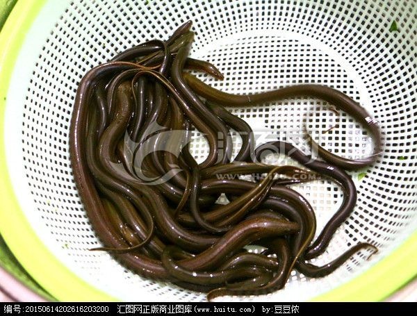 昆明正大9号黄鳝苗 10-15公分 95%-98% 人工饲养