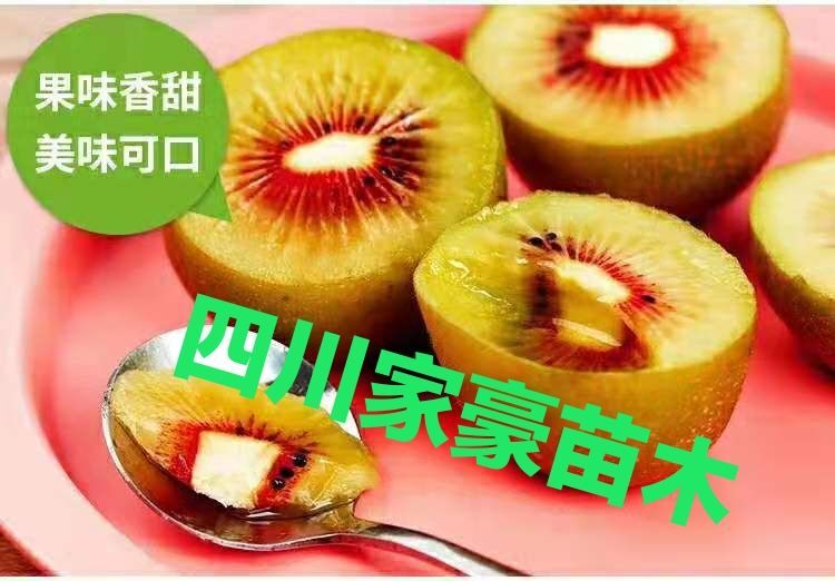 苍溪县苍溪红心猕猴桃 肉质细腻 营养价值高 15元一斤包邮