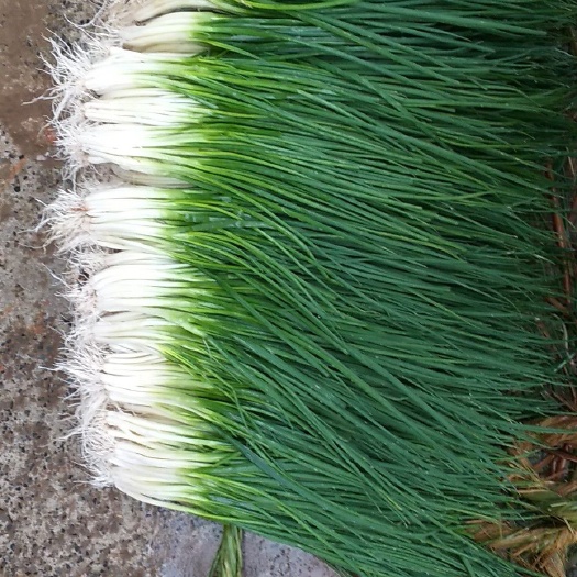 贵阳 骑龙小葱