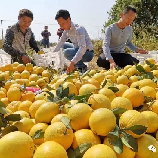 信丰县 赣南脐橙，果美，质优